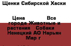 Щенки Сибирской Хаски › Цена ­ 20 000 - Все города Животные и растения » Собаки   . Ненецкий АО,Нарьян-Мар г.